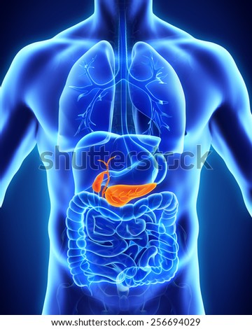 Pancreas Stock Images, Royalty-Free Images & Vectors | Shutterstock