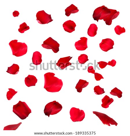 Rose Petals Stock Photos, Images, & Pictures | Shutterstock