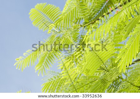 Flamboyant Tree Stock Photos, Images, & Pictures | Shutterstock