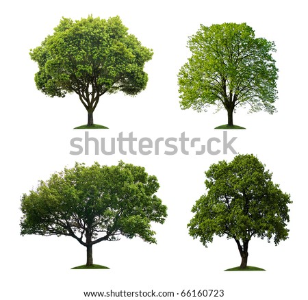 stock-photo-trees-isolated-66160723.jpg