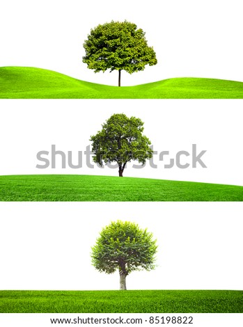 Maple tree branch Stock Photos, Images, & Pictures | Shutterstock