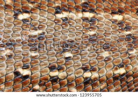 Lizard Scales Stock Photos, Images, & Pictures 