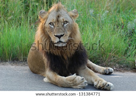  - stock-photo-photos-of-africa-male-lion-lay-on-tar-road-131384771