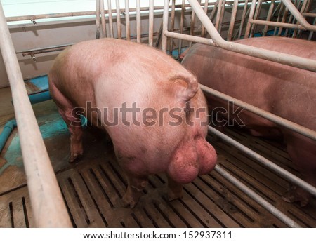 Gorrino Stock Photos, Illustrations, and Vector Art