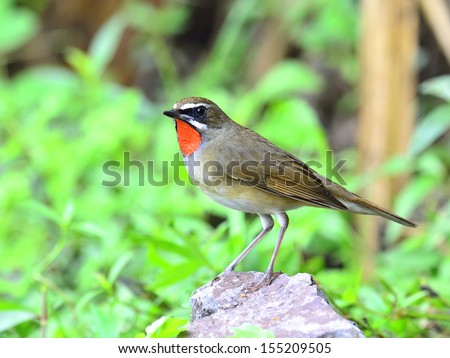Bird With Red Throat 16