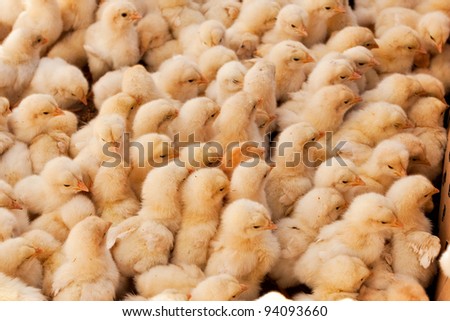Chicken Incubator Stock Photos, Images, &amp; Pictures  Shutterstock