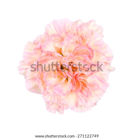 Carnation flower Stock Photos, Images, & Pictures | Shutterstock