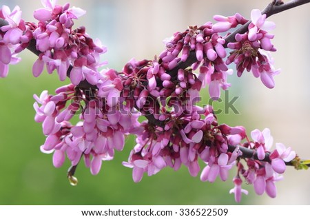 stock-photo-beautiful-spring-flowers-336522509.jpg