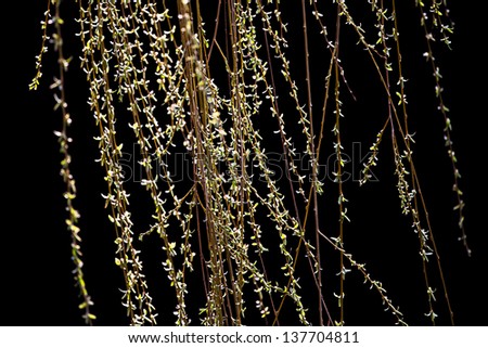 Willow tree coupon code