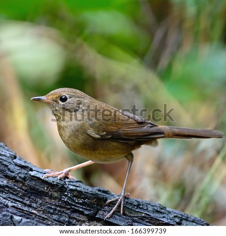white belly redstart stock photos white belly redstart white belly redstart stock photos white belly redstart