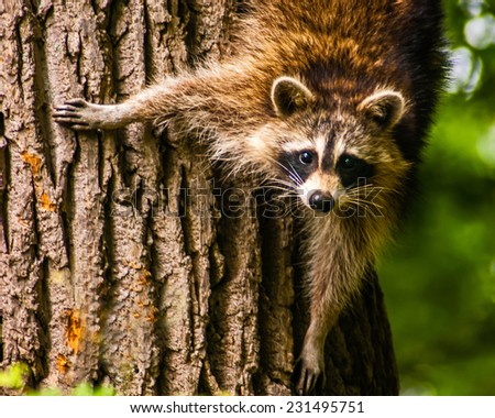 Raccoon Stock Photos, Royalty-Free Images & Vectors - Shutterstock