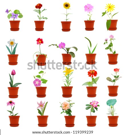 Collection Set Houseplants Flower Pot Isolated Stock Photo 90155227