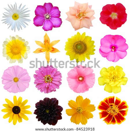 Set Flower Graphics Vector Stock Vector 73346296 - Shutterstock