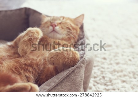 Cat Stock Images, Royalty-Free Images & Vectors | Shutterstock