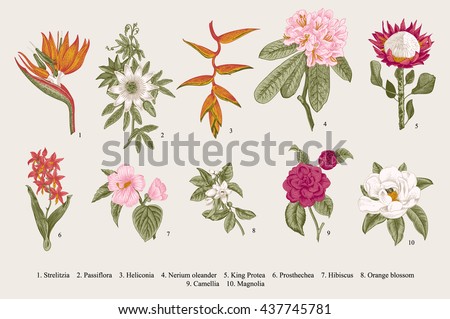 Exotic flowers set. Botanical vector vintage illustration. Design elements. Colorful - stock vector Exotic flowers set. Botanical vector vintage illustration. Design elements. Colorful - stock vector