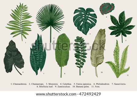 Set Leaf. Exotics. Vintage vector botanical illustration. Colorful. Set Leaf. Exotics. Vintage vector botanical illustration. Colorful.