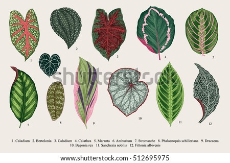 Set leaves. Exotics. Vintage vector botanical illustration. Colorful. Set leaves. Exotics. Vintage vector botanical illustration. Colorful.