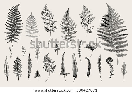 Set Ferns. Vintage vector botanical illustration. Black and white Set Ferns. Vintage vector botanical illustration. Black and white
