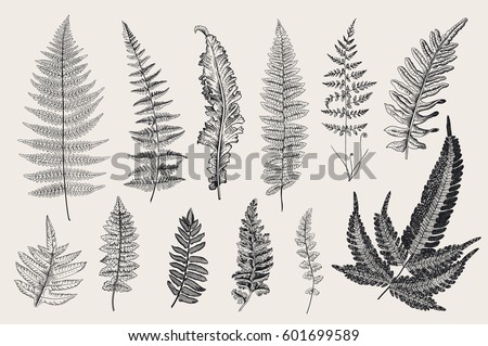 Set Ferns. 12 Leaves. Vintage vector botanical illustration. Black and white Set Ferns. 12 Leaves. Vintage vector botanical illustration. Black and white