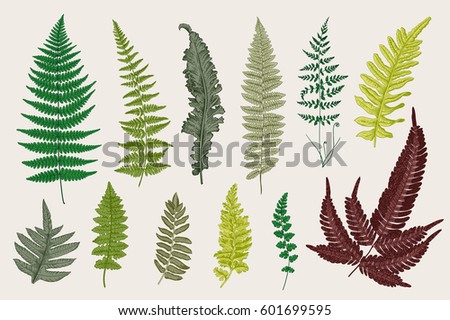 Set Ferns. 12 Leaves. Vintage vector botanical illustration. Colorful Set Ferns. 12 Leaves. Vintage vector botanical illustration. Colorful