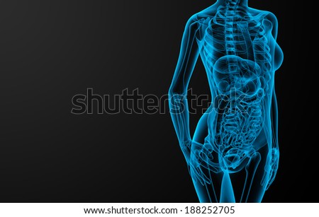 Female Anatomy Stock Photos, Images, & Pictures | Shutterstock