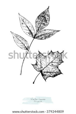 Image Result For Cocoa House Plant Image Result For Cocoa House Plant