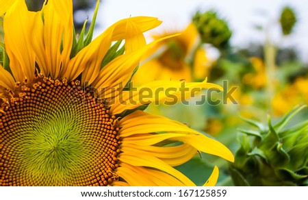  - stock-photo-a-beautiful-sunflower-field-167125859