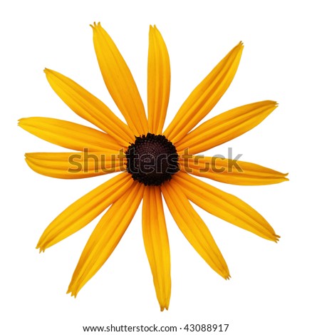 Black-eyed Susan Stock Photos, Images, & Pictures | Shutterstock