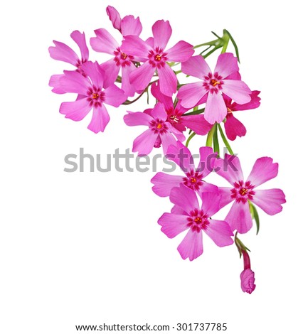 Phlox Flower Stock Photos, Images, & Pictures | Shutterstock