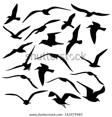 Seagulls Flying Stock Photos, Images, & Pictures | Shutterstock