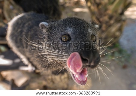 Bearcat Stock Photos, Royalty-Free Images & Vectors - Shutterstock