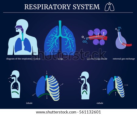 Respiratory Stock Images, Royalty-Free Images & Vectors | Shutterstock