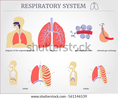 Respiratory Stock Images, Royalty-Free Images & Vectors | Shutterstock