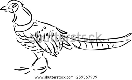 Sketch of Pheasant - stock vector