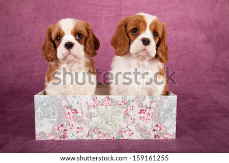 Cavalier king Charles spaniel puppies sitting in gift box on light Cavalier king Charles spaniel puppies sitting in gift box on light