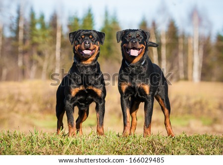 two rottweilers rottweiler stock images royalty free images vectors two rottweilers rottweiler stock images royalty free images vectors