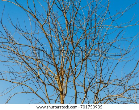 Leafless Stock Images, Royalty-Free Images & Vectors | Shutterstock