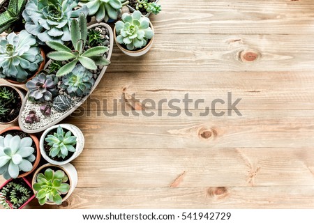 Succulent Stock Images, Royalty-Free Images & Vectors | Shutterstock