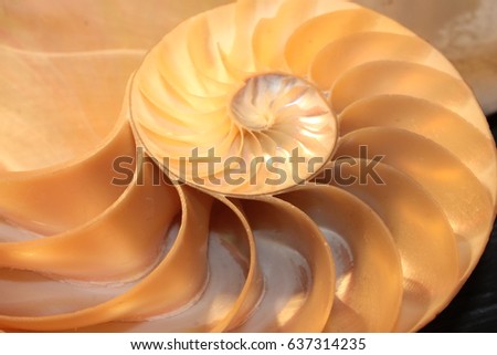 Nautilus Stock Images, Royalty-free Images & Vectors 