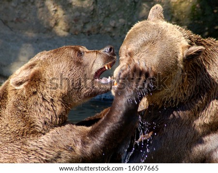 Bear Attack Stock Photos, Images, & Pictures | Shutterstock