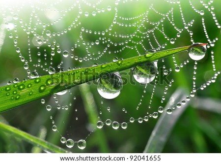Fresh grass with dew drops close up - stock photo