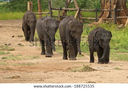 elephant transit center sri lanka Find elephants sri lanka stock images in hd and millions sri lanka - mother asian elephant protects here baby elephants from tourist safari elephant transit. elephant transit center sri lanka Find elephants sri lanka stock images in hd and millions sri lanka - mother asian elephant protects here baby elephants from tourist safari elephant transit.