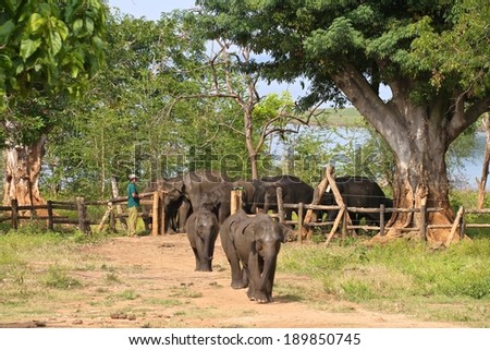 elephant transit center sri lanka Find elephants sri lanka stock images in hd and millions sri lanka - mother asian elephant protects here baby elephants from tourist safari elephant transit. elephant transit center sri lanka Find elephants sri lanka stock images in hd and millions sri lanka - mother asian elephant protects here baby elephants from tourist safari elephant transit.