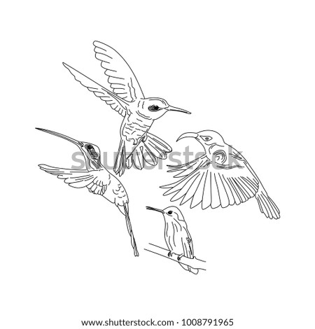 Humming bird set. Hand drawn illustration line art.
