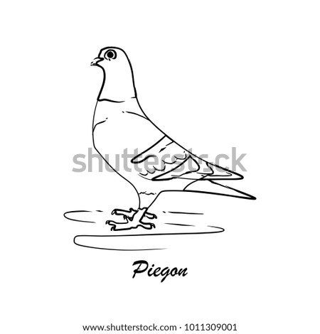 Hand drawn Dove bird, Piegon vector illustration black and white. Natural drawing line art style.