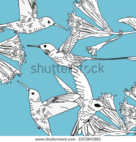 Kolibri hand drawn line art colorful vintage style. Humming bird vector illustration.