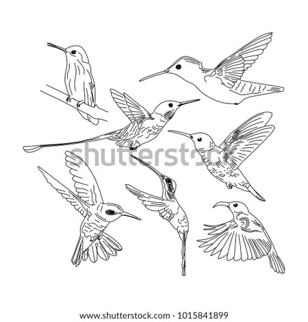 Kolibri hand drawn line art colorful vintage style. Humming bird vector illustration.