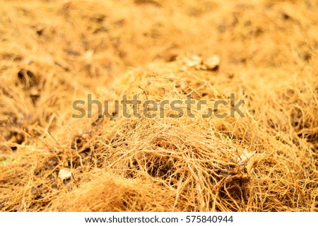 Freshly harvested Vetiver root known as vetiveria zizanioides