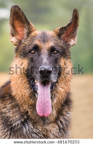 Floppy-ears Stock Images, Royalty-free Images & Vectors 