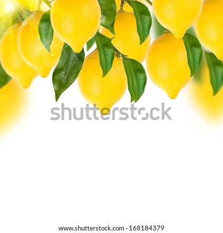 Lemon Tree Stock Photos, Images, & Pictures | Shutterstock